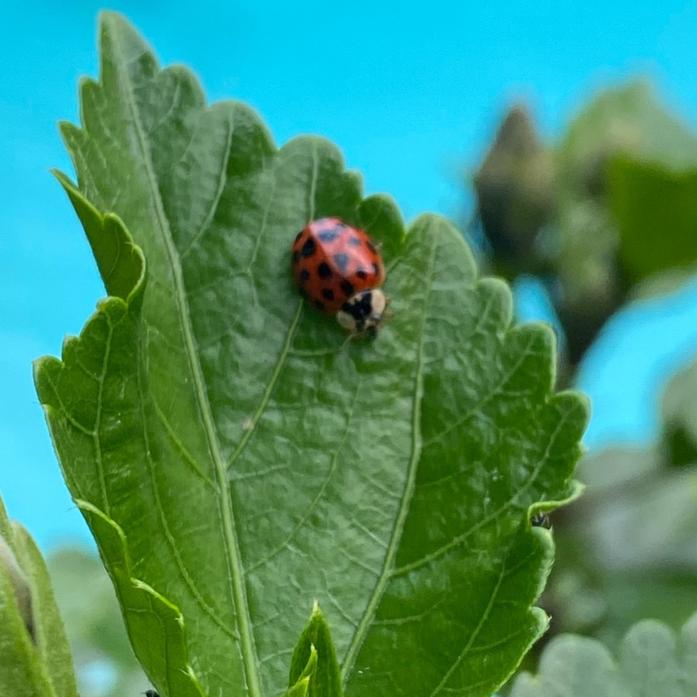 Meet your Posher, Maria